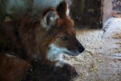 Twycross_Zoo_0567