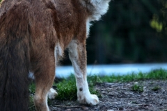 Twycross_Zoo_0600