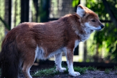 Twycross_Zoo_0621