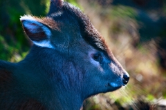 Twycross_Zoo_0663