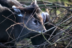 Twycross_Zoo_0699