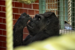 Twycross_Zoo_0800
