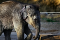 Twycross_Zoo_0825