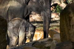 Twycross_Zoo_0900