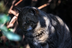 Twycross_Zoo_1040