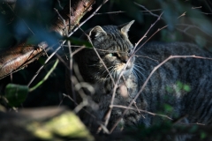 Twycross_Zoo_1067