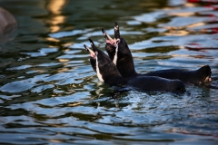 Twycross_Zoo_1428