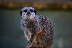 Twycross_Zoo_1673