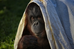 Twycross_Zoo_1827