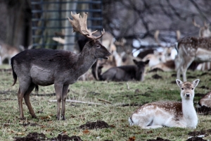 2009-12-30---Fountains-Abbey-Deer