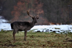 Fountains_Abbey_0053