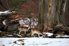 Fountains_Abbey_0092