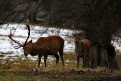 Fountains_Abbey_0198