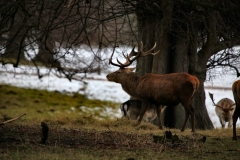 Fountains_Abbey_0248