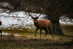 Fountains_Abbey_0371