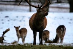 Fountains_Abbey_0401