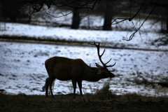 Fountains_Abbey_0509