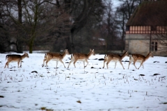 Fountains_Abbey_0580