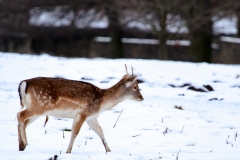Fountains_Abbey_0672