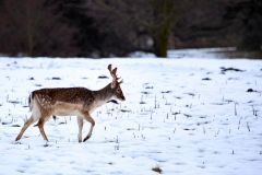 Fountains_Abbey_0704