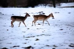 Fountains_Abbey_0923