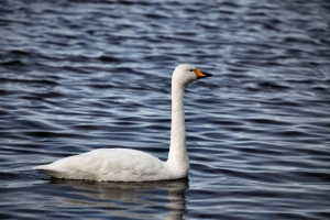 2010-02-13---Martin-Mere-3