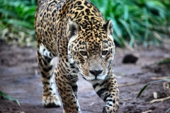 Chester_Zoo_5_0189