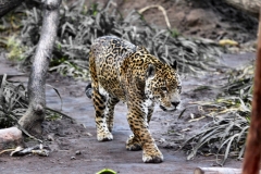 Chester_Zoo_5_0274