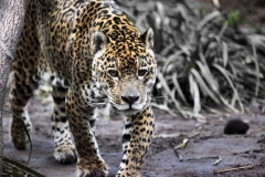 Chester_Zoo_5_0339