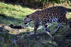 Chester_Zoo_5_0440