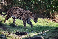 Chester_Zoo_5_0455