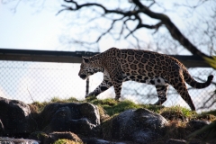 Chester_Zoo_5_0470