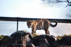 Chester_Zoo_5_0528