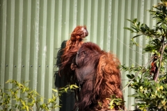 Chester_Zoo_5_0864