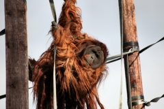 Chester_Zoo_5_0889