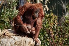 Chester_Zoo_5_0938