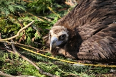 Chester_Zoo_5_1164
