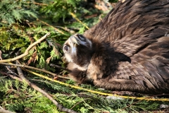 Chester_Zoo_5_1170