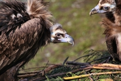 Chester_Zoo_5_1265
