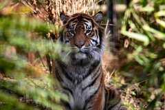 Chester_Zoo_5_1388