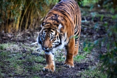 Chester_Zoo_5_1480