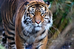 Chester_Zoo_5_1583