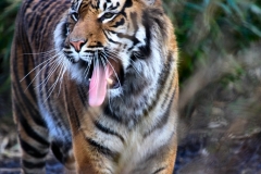 Chester_Zoo_5_1630