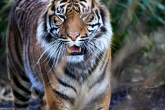 Chester_Zoo_5_1632