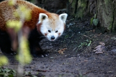 Chester_Zoo_5_1830