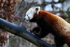 Chester_Zoo_5_1859