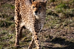 Chester_Zoo_5_2027