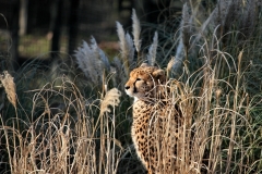 Chester_Zoo_5_2177
