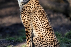 Chester_Zoo_5_2249