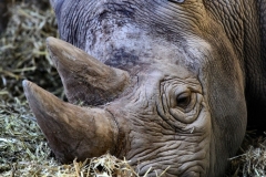 Chester_Zoo_5_2614